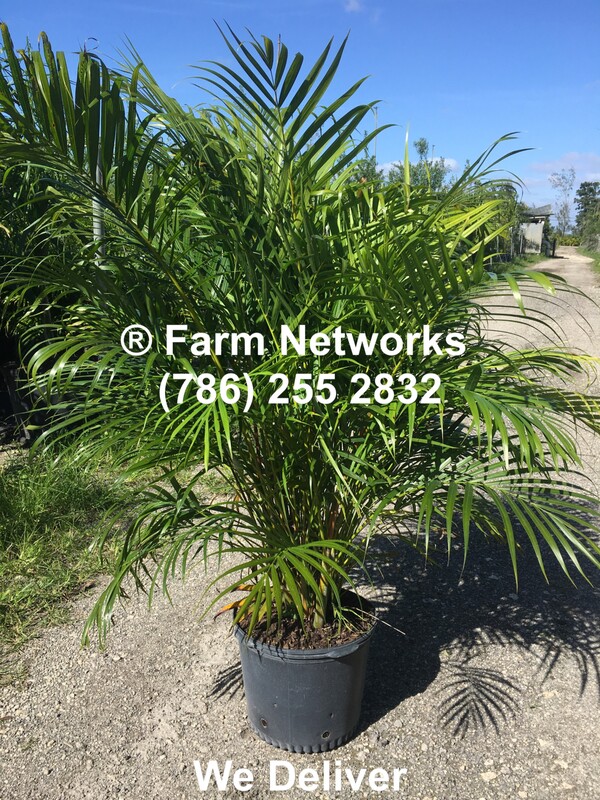 Areca Palm Trees - West Palm Beach Garden Center (786) 255 2832 We Deliver